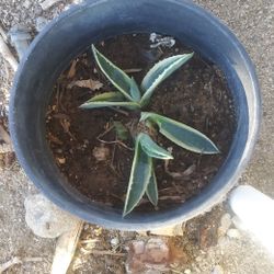 Cobra Plants Succulants