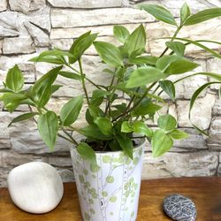 Tradescantia Easy To Care House Plant In Cute Pot 4"H.