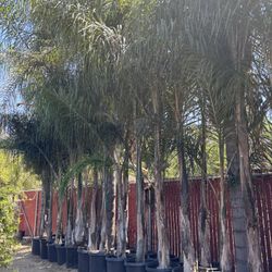 24 Gallon Queen Palm Sale
