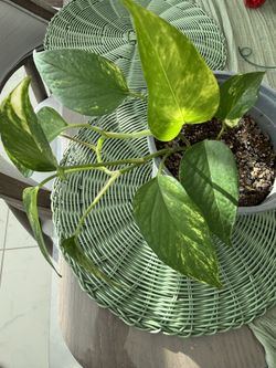 Pothos
