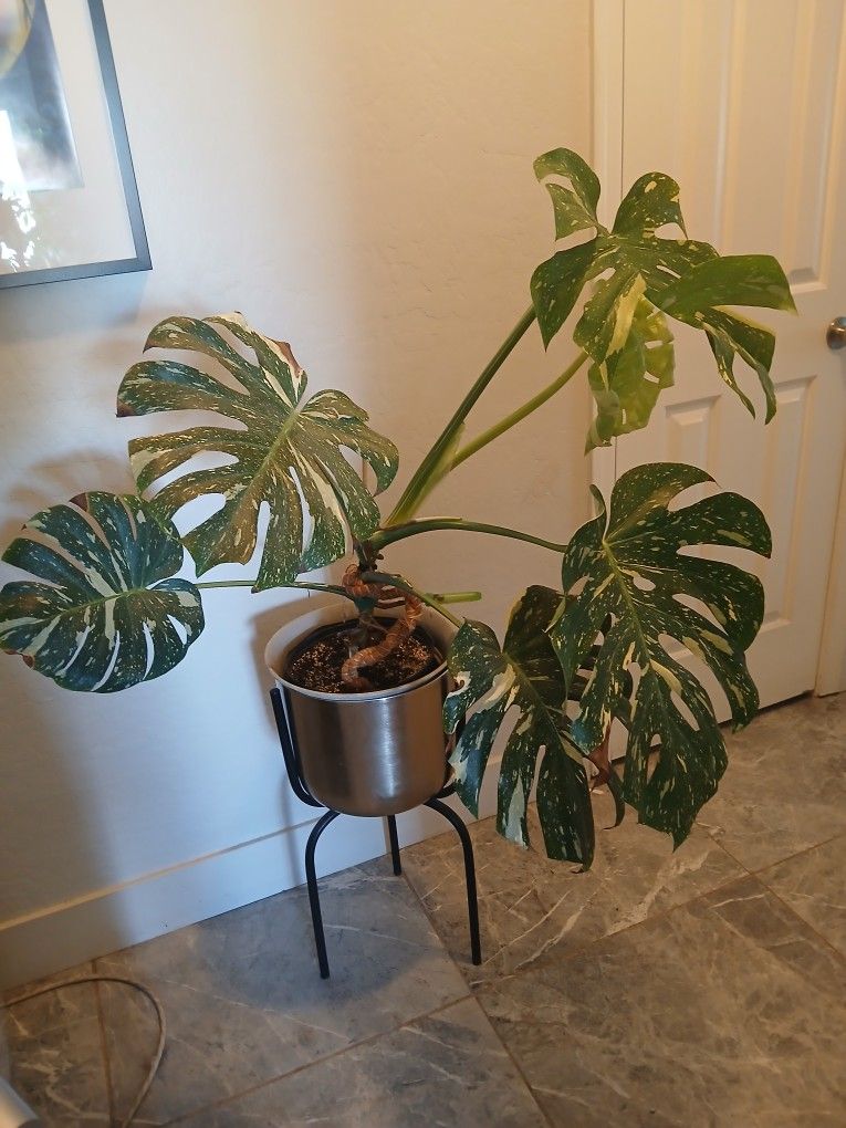 Large Monstera Thai Constellation 