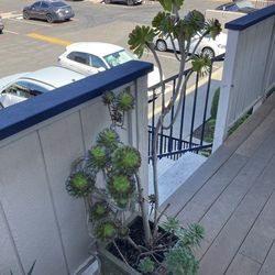 🌿🌞 Beautiful Healthy Succulents – Ready for a New Home! 🌞🌿