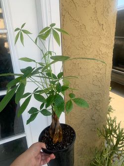 Money tree plants