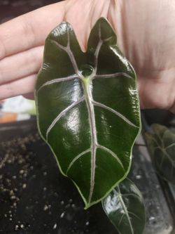 Alocasia Black Saturn Pink Bone