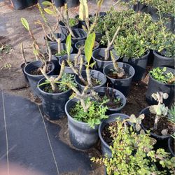 Plumaria Plants
