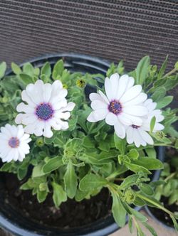 TENEMOS VARIEDADES DE PLANTAS