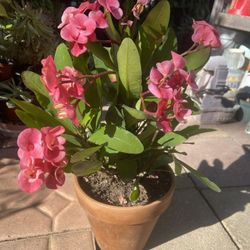 Pink Crown of Thorns Corona de Cristo Rosa