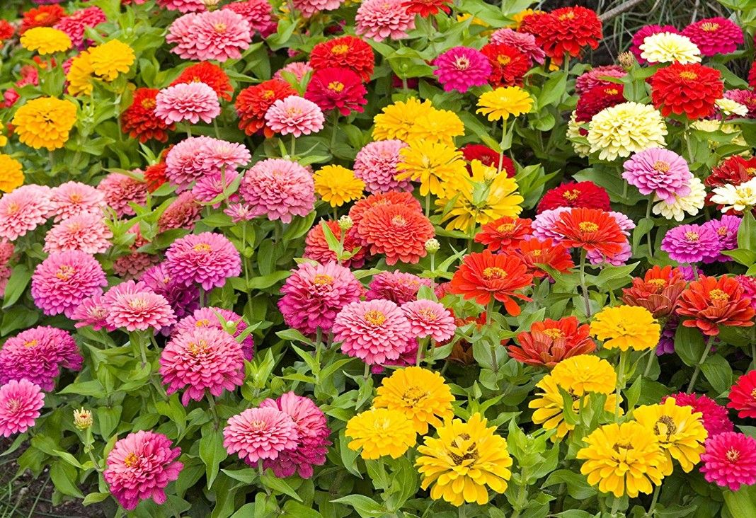 Mix zania flower seeds