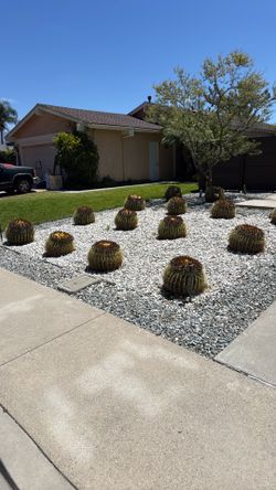 Free barrel cactus