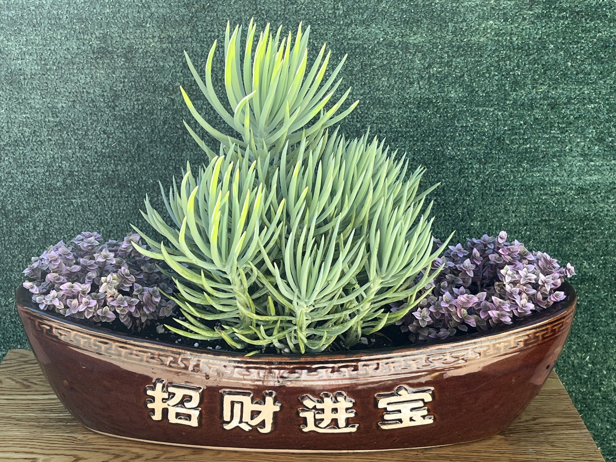 Beautiful Succulent Display 