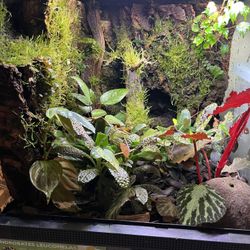 Terrarium Suitable Plant Cuttings. 