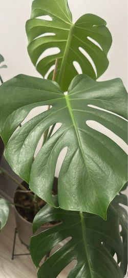 40" Healthy Monstera Deliciosa Houseplant in Modern Planter Pot