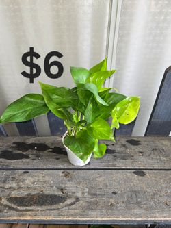 4" Pothos