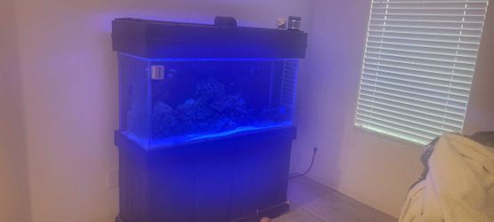Medium Fish Tank