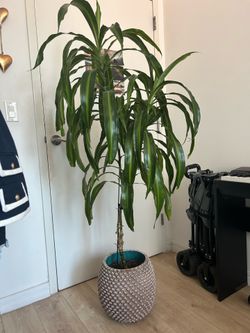 Draceana live plant