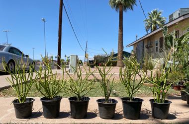 Fire Stick or Pencil Plant Tree Cactus