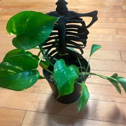 Skelton Planter And Golden Pothos 