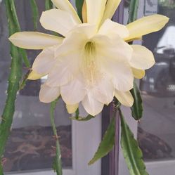 Epiphyllum CUTTINGS