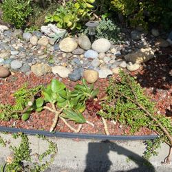 Free Succulent Clippings 