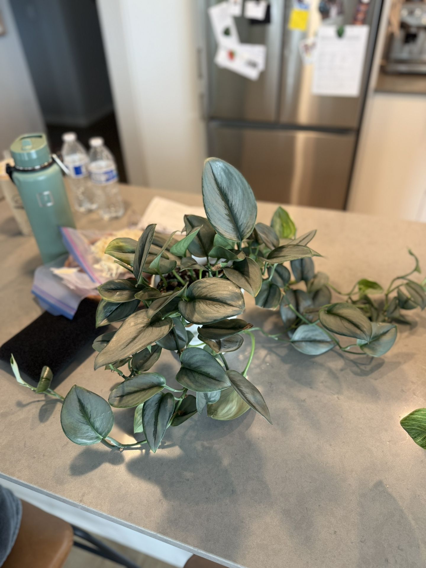 Indoor Plants For Sale!