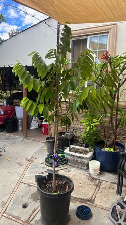 Guanabana tree