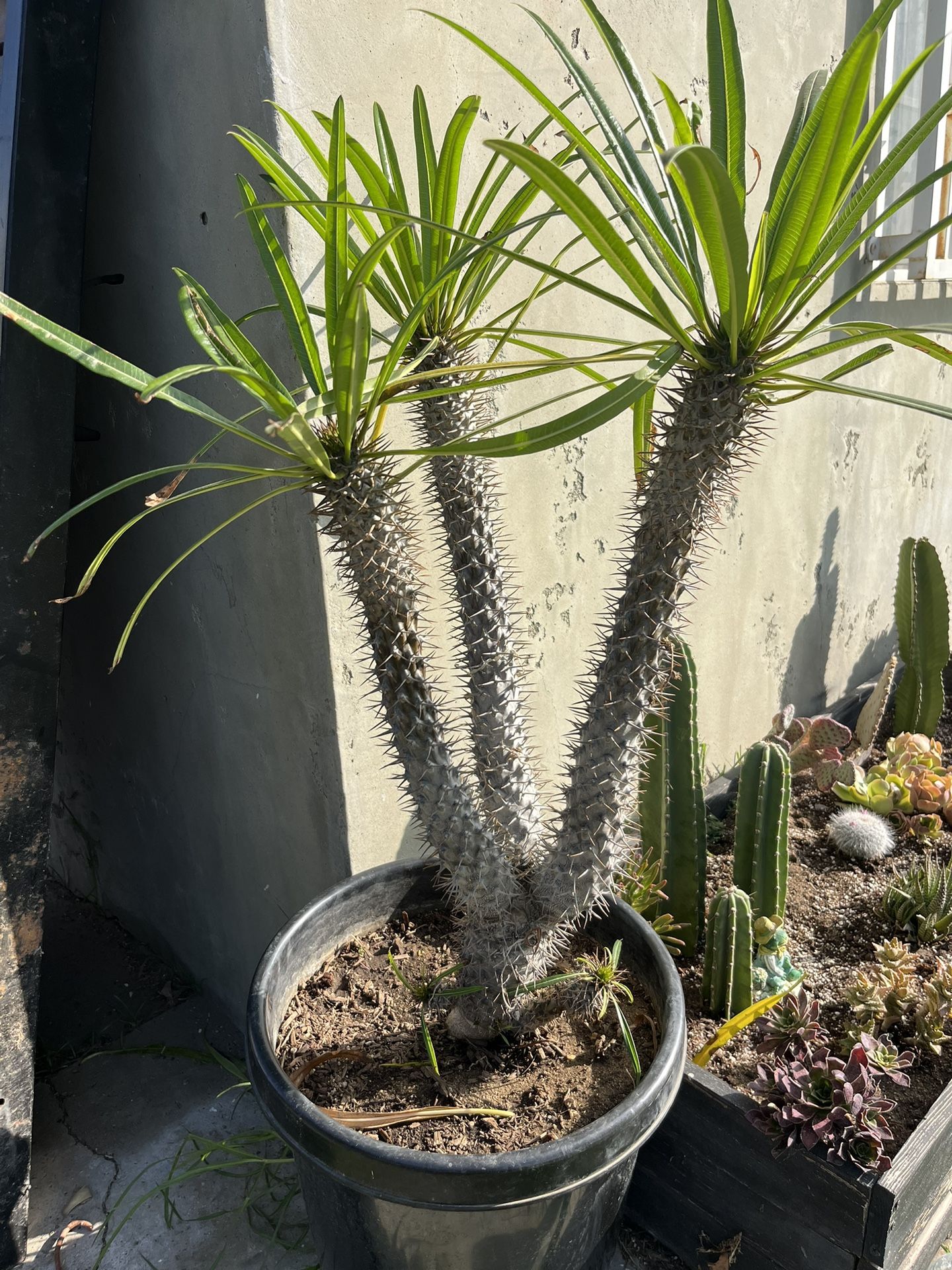 Madagascar Palm