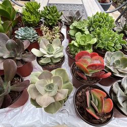 Multiple Types Of Succulents