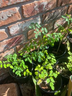 Moringa Seedlings in Black Nursery Pots
