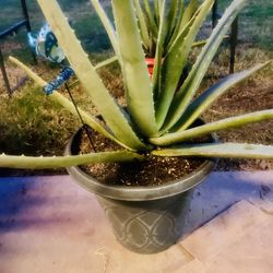 Aloe Vera Plants 