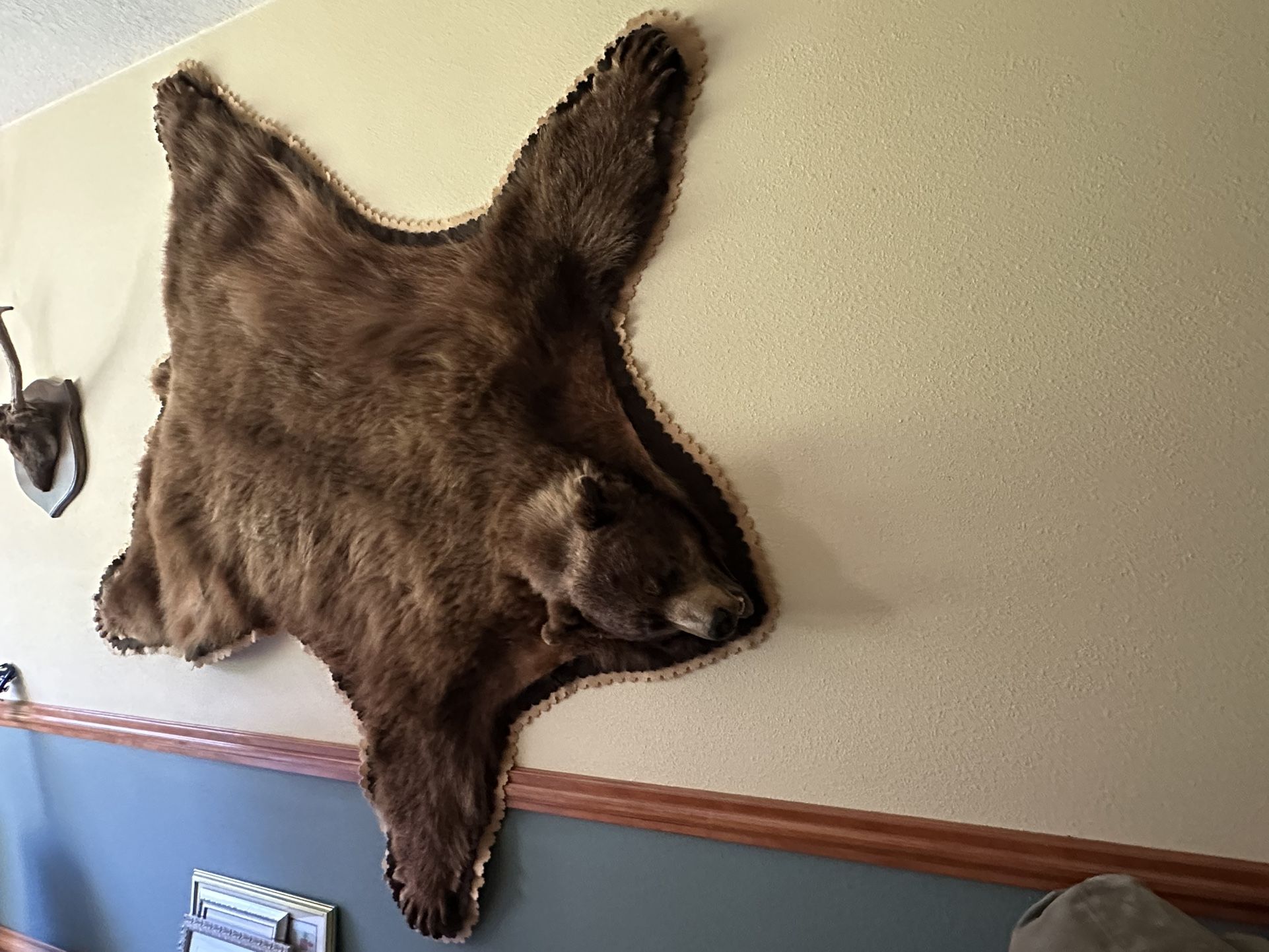 Bear Skin Taxidermy