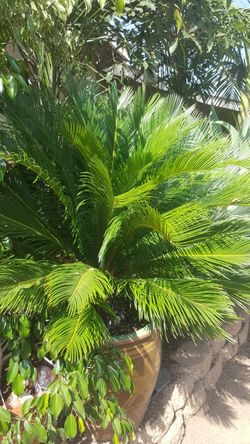 Sego palm tree