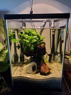 10 gallon planted tank with live plants, driftwood chunks, shrimp, and two dwarf albino plecos.