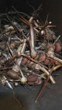 Crocosmia Bulbs, 'Lucifer'