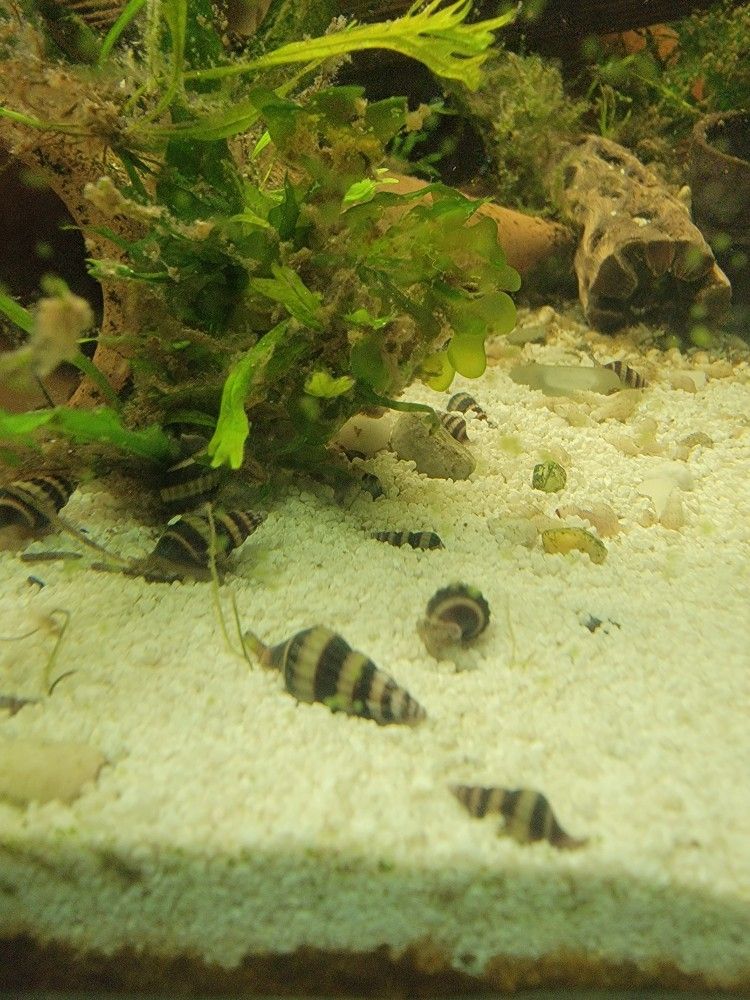 Assassin Snails-5 Pack