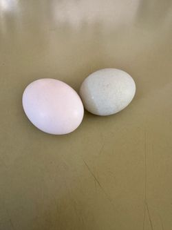 Fertilized sizzle eggs