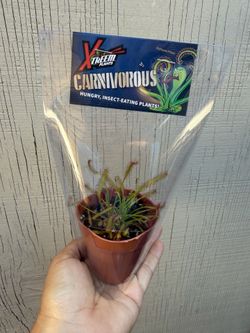 3” carnivorous octopus plant