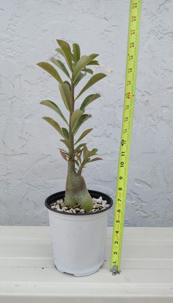 Desert Rose Live Plant 🌼 Unique Caudex 🌺 Seed Grown Yearling 🌵 Adenium Obesum 🌸