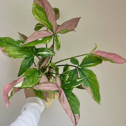 Syngonium Tricolor Variegated Plant