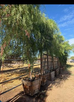 Arboles