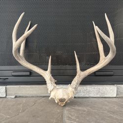 4 Pointer White Tail Deer Antlers