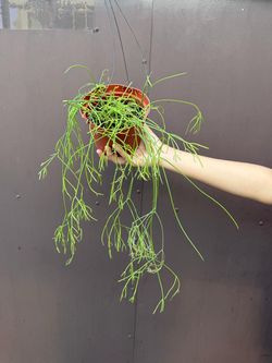 6” rhipsalis burchellii