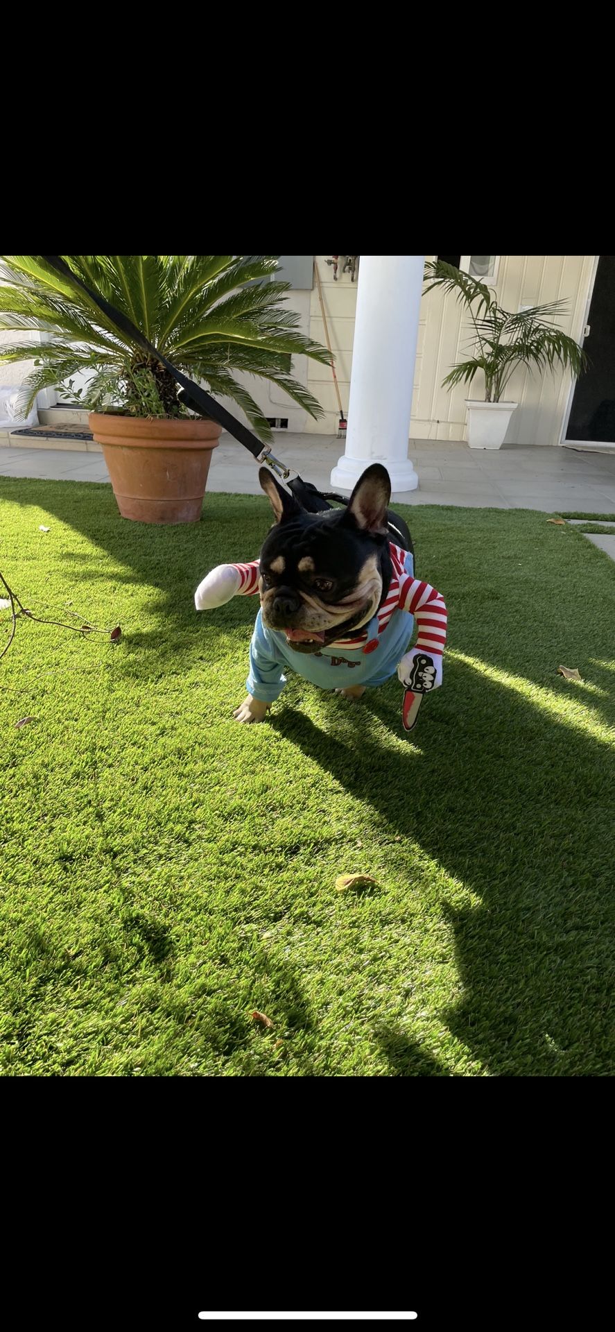 Chucky Medium Size Dog Costume