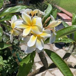 Plumeria Plants , Hawaiian Flowers 