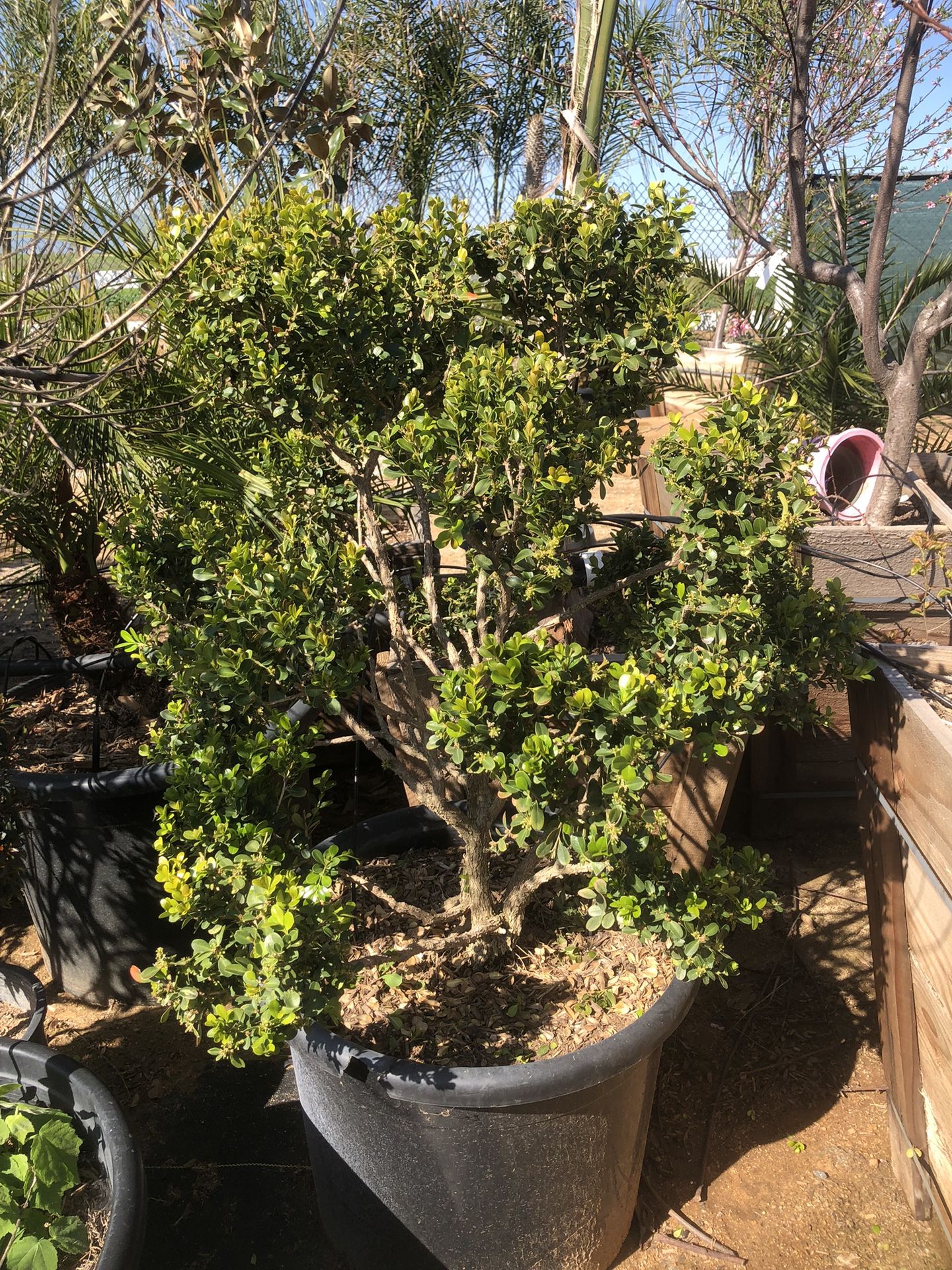 Boxwood  Topiary  Bonsai