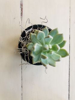 Beautiful succulent