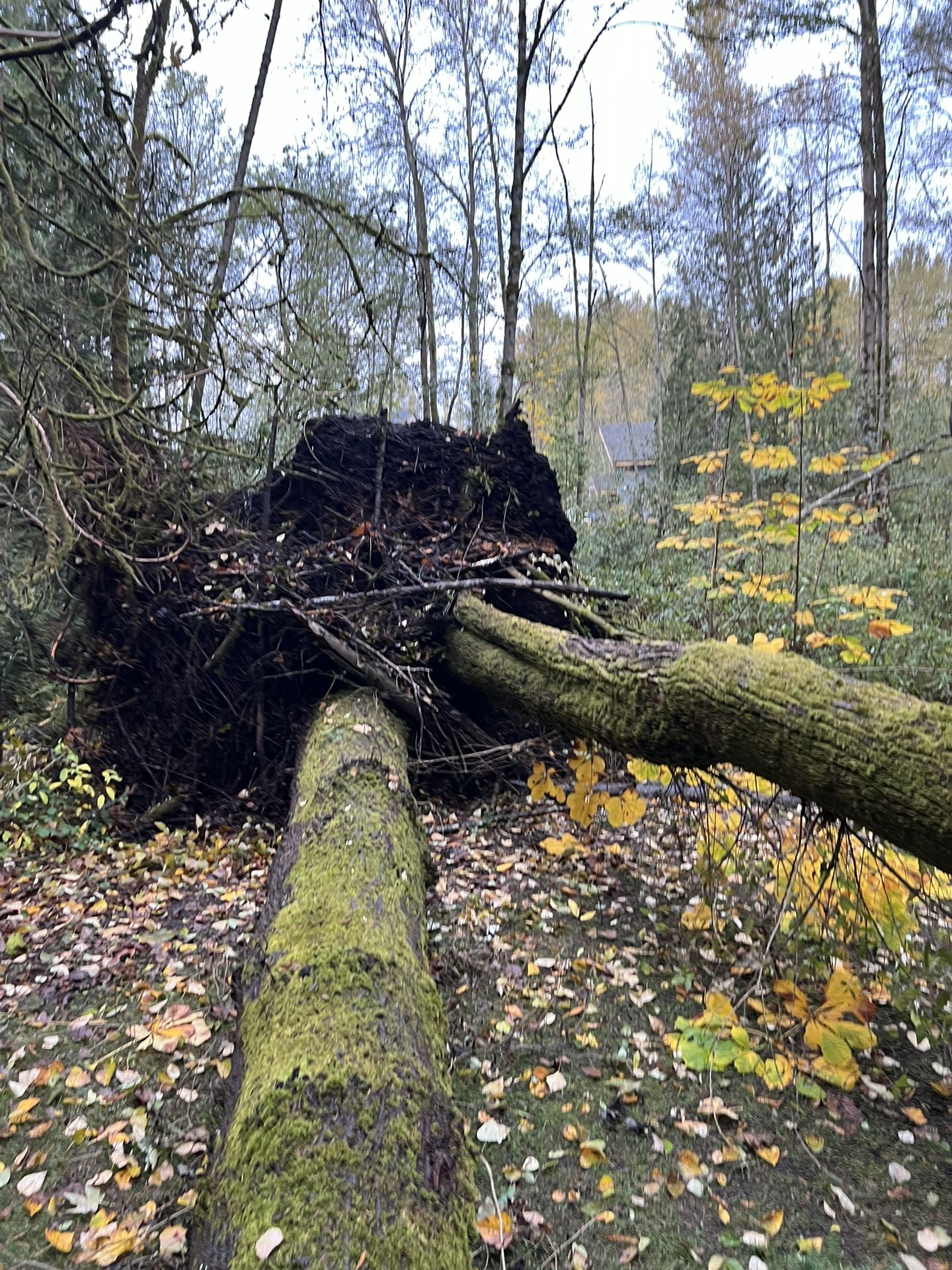 Free Firewood - Update 12/26