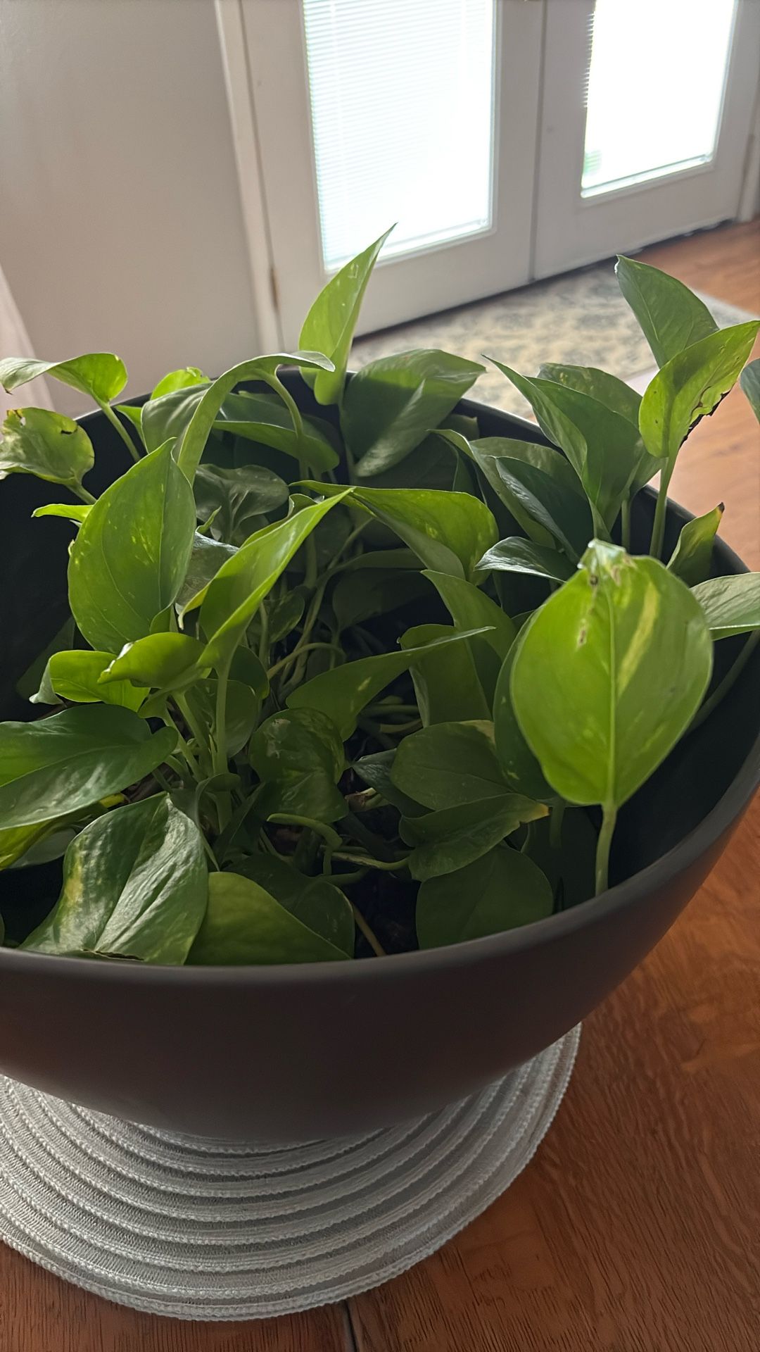 Golden Pothos