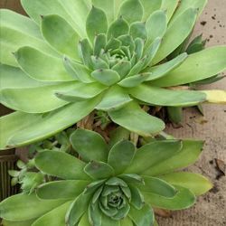 Succulents   Hens & Chicks