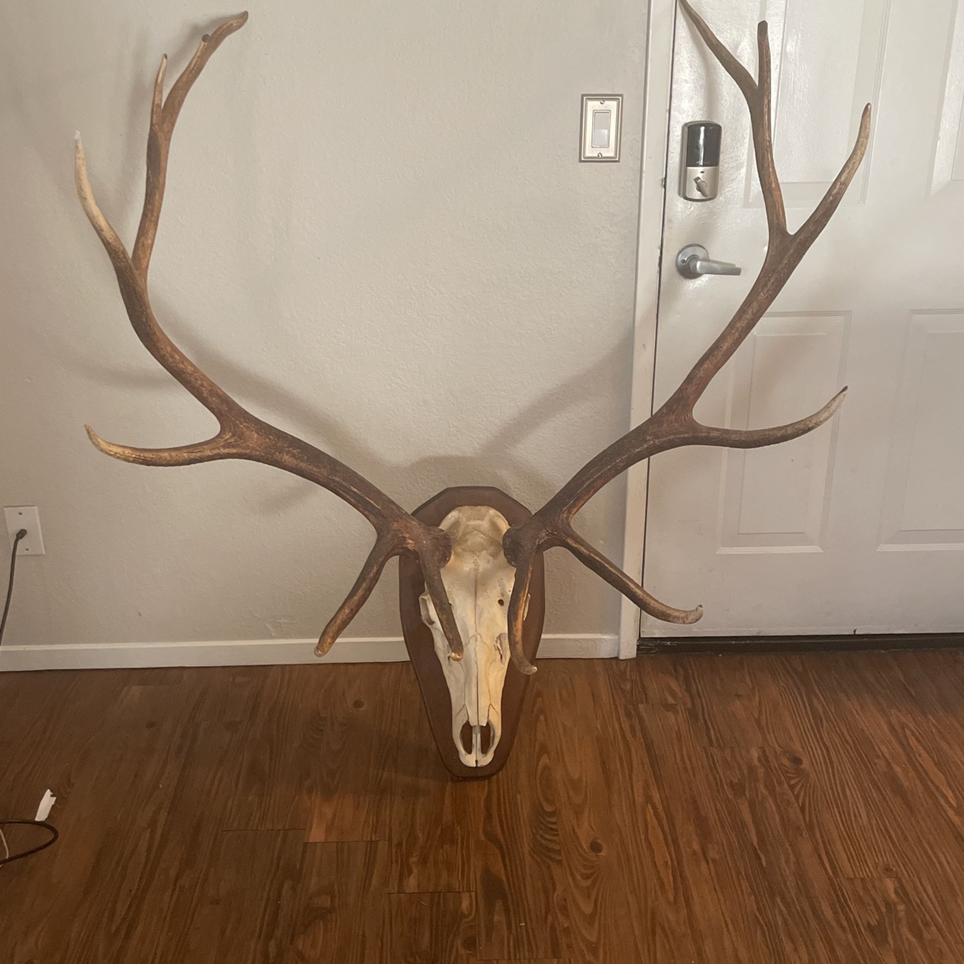 Deer Horns