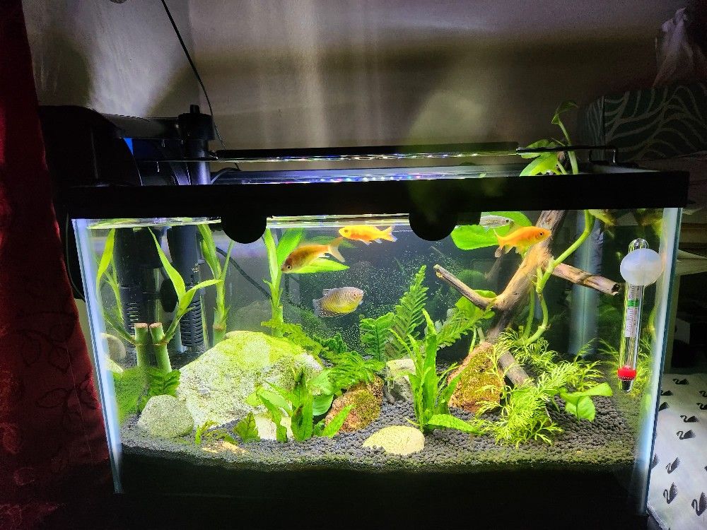 Planted Tank